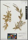 Foto von Salix alba L.